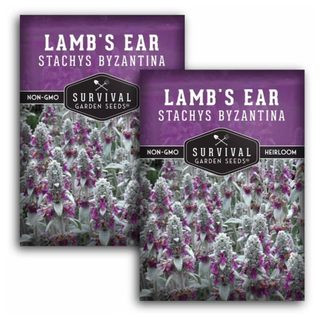 A set of two sachets of lamb's ear seeds