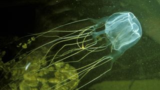 a box jellyfish swimming with its tentacles out to the left hand side