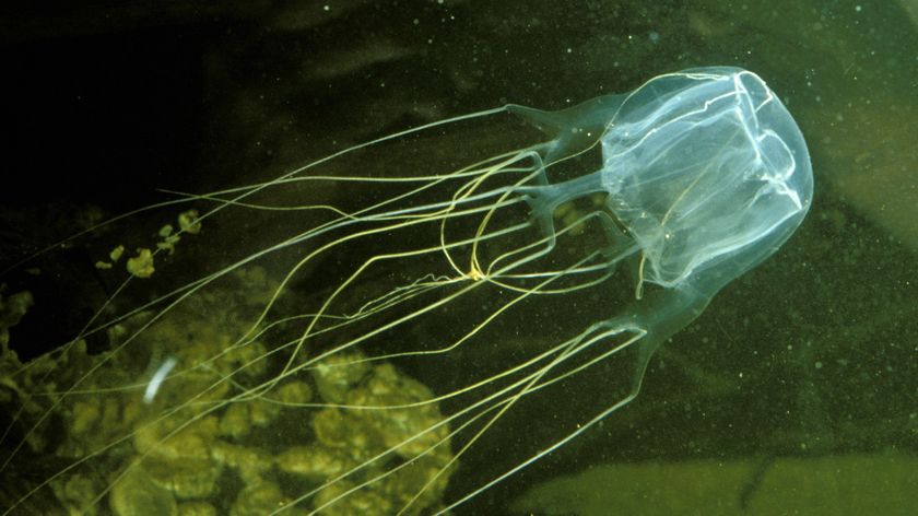 a box jellyfish swimming with its tentacles out to the left hand side