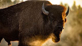 Bison at golden hour in Yellowstone National Park, USA