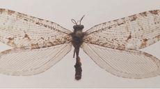Giant lacewing