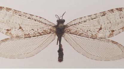 Giant lacewing