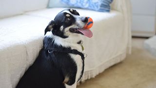 Dog holding ball next to sofa