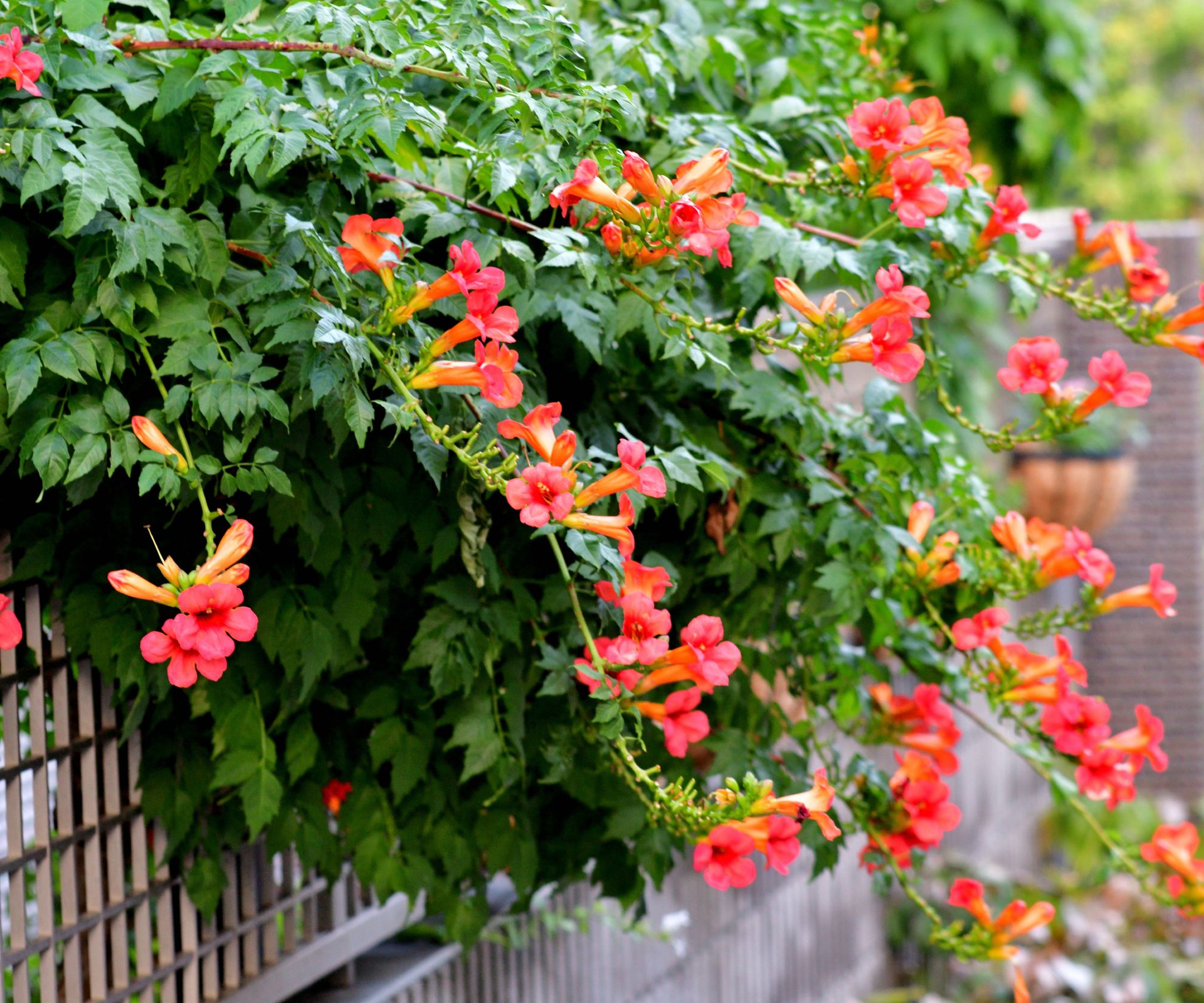 Bright orange trumpet vine flowers