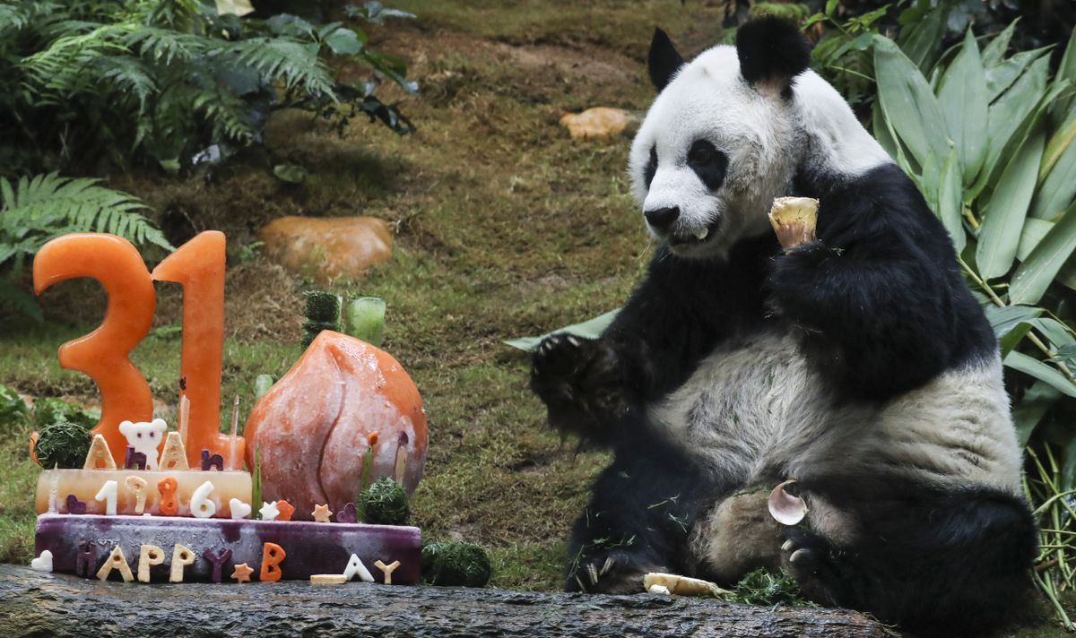 World's oldest male panda dies at 35 after weeks of 'deteriorating health'