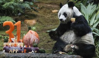 An An, formerly the oldest living male panda, celebrates his 31st birthday in Hong Kong 4 years ago.