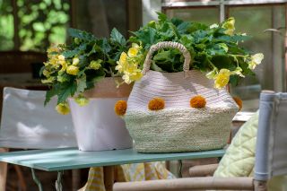 begonia planted in rattan baskets