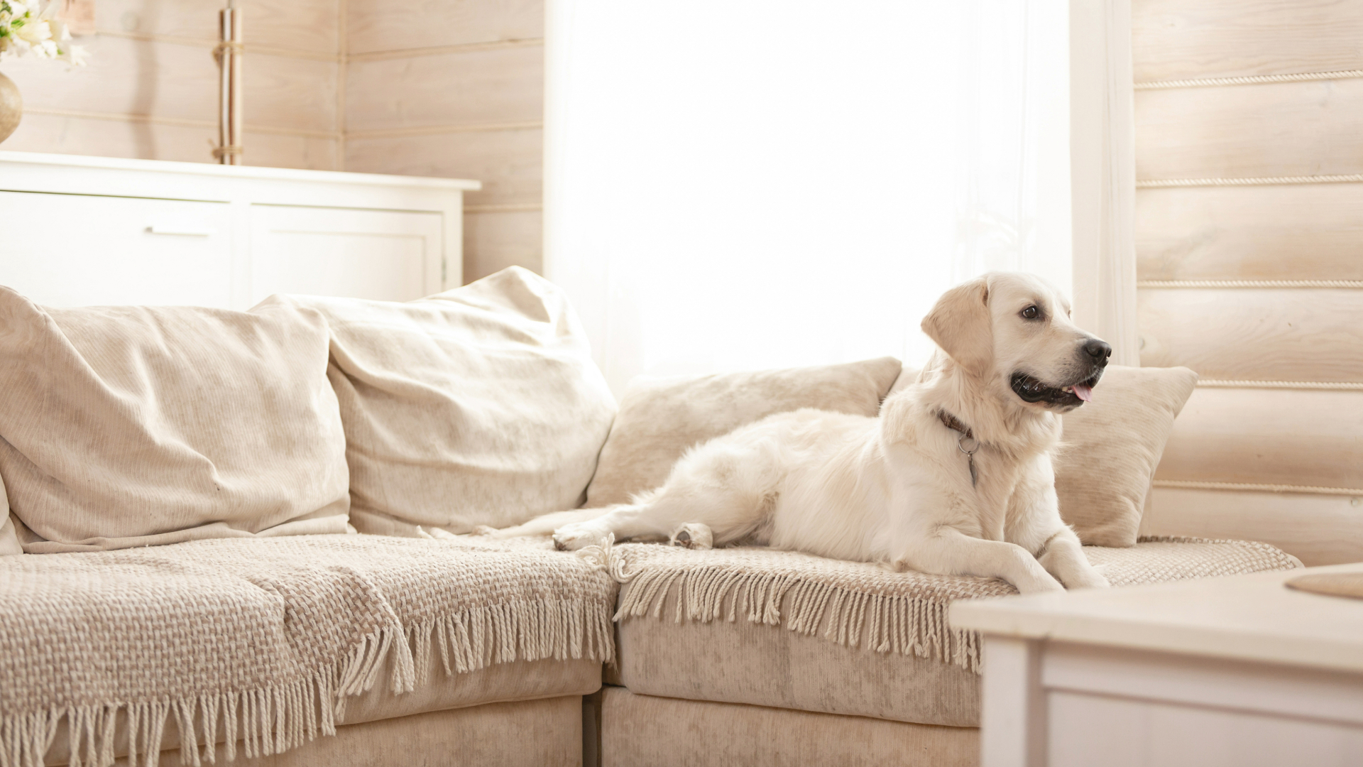 Dog lying on a cream couch with a tassel blanket on it