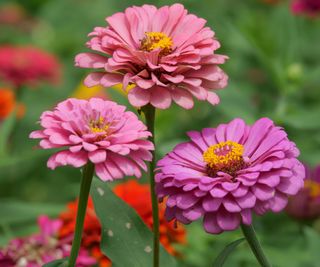 pink zinnias growing