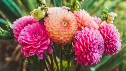 Dahlias in flower