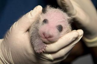 panda-cub-exam-101118-02