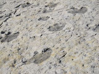 Dinosaur ridge footprints