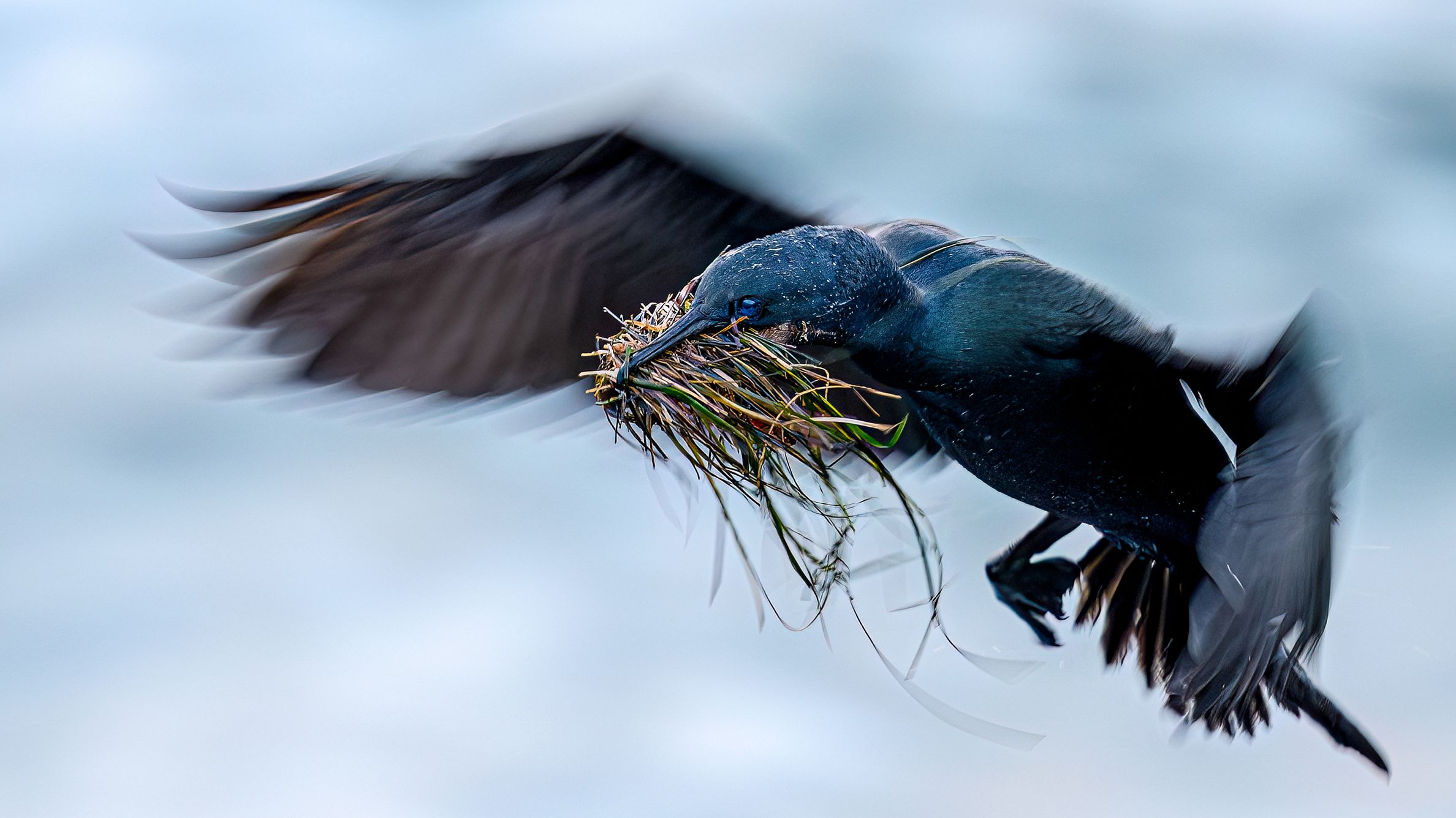 These award-winning bird photos from Chile to Colombia, Canada and the US show nature at its most beautiful and vulnerab