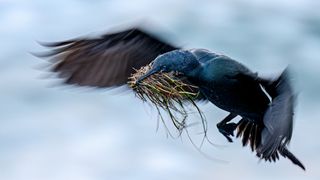 These award-winning bird photos from Chile to Colombia, Canada and the US show nature at its most beautiful and vulnerable
