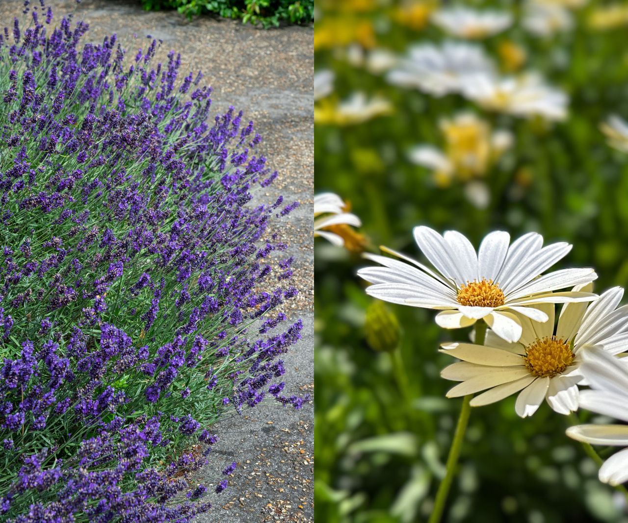 Lavender and Shasta Daisies