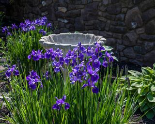 Spring Iris garden birdbath surrounded by purple Japanese Iris, Bucks County, Pennsylvania, USA,