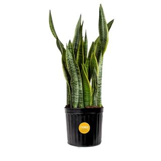 Costa Farms Snake Plant, Live Indoor and Outdoor Sansevieria Plant, Easy Care Tropical Houseplant Potted in Nursery Pot, Air Purifying Succulent Plant in Soil, Housewarming, Home Décor, 2-3 Feet Tall