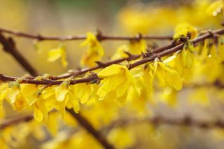 bright yellow flower