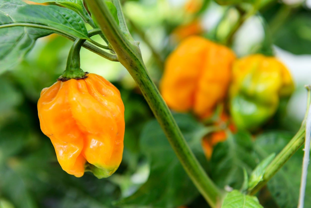 Small Orange Pepper Plant