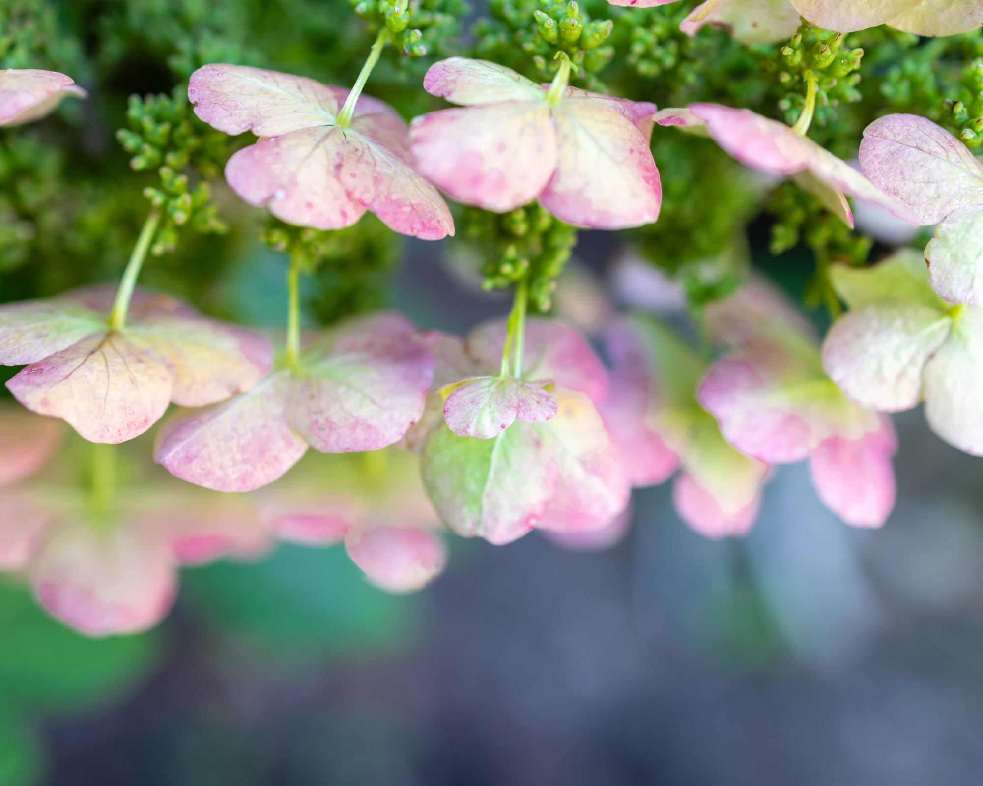 Small blossoms of oakleaf hydrangea
