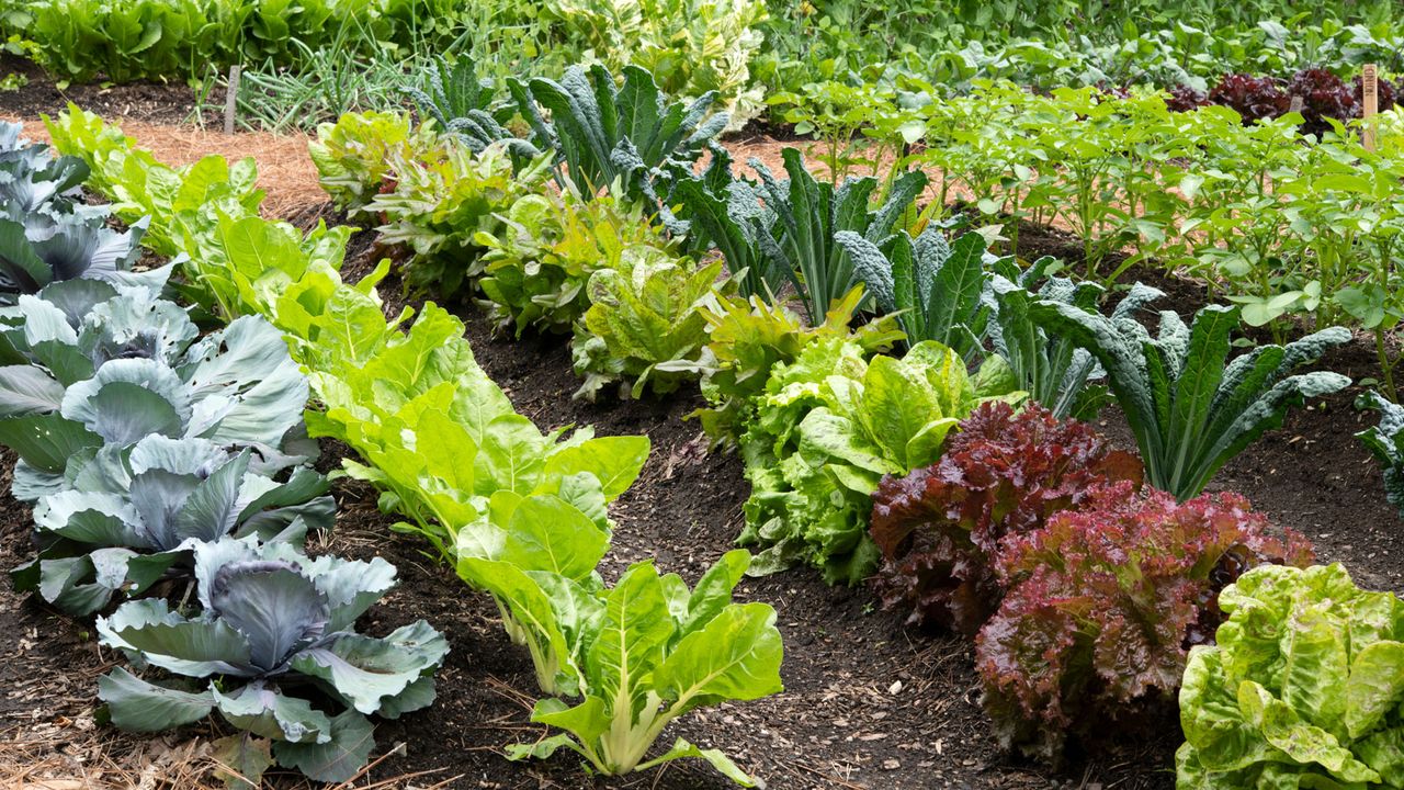 neat rows of cabbage, lettuce and cavolo nero growing in a vegetable garden
