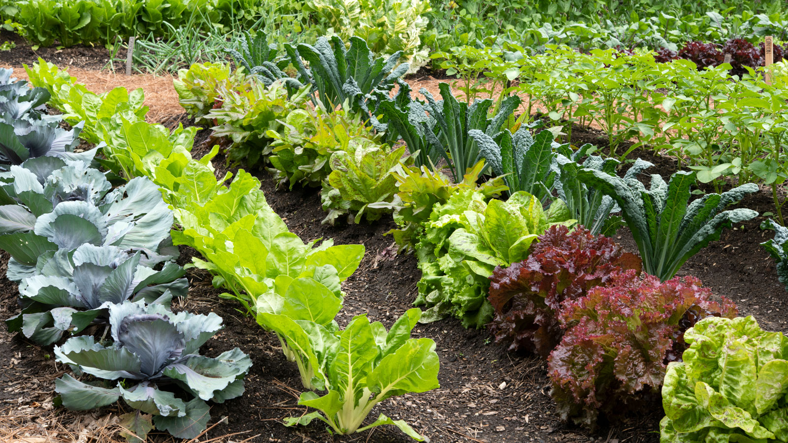 neat rows of cabbage, lettuce and cavolo nero growing in a vegetable garden