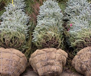 Three Christmas trees with their roots wrapped in burlap