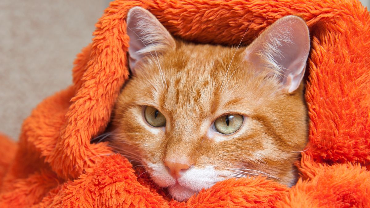 Can cats get a cold? Vet's guide to symptoms and treatment PetsRadar