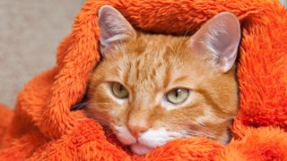 Ginger cat wrapped up in orange blanket
