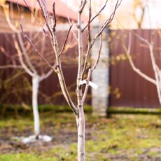 newly planted trees in winter