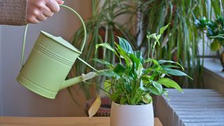 Watering a peace lily