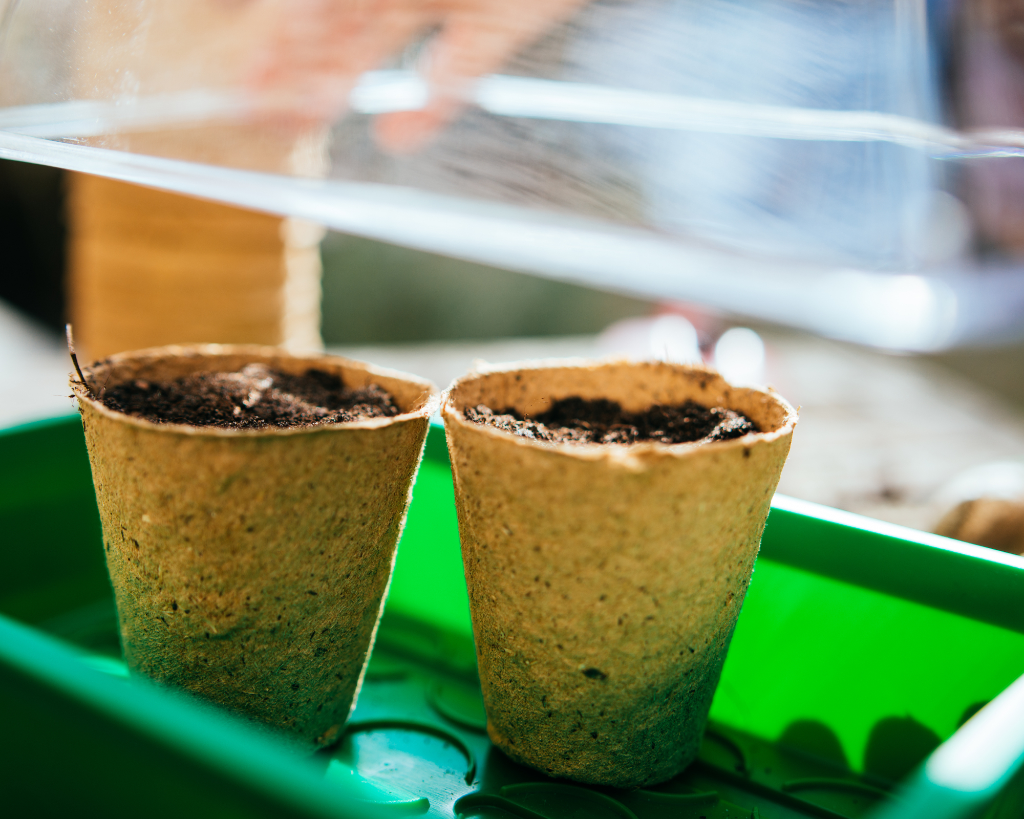 Planting seeds in seed pots