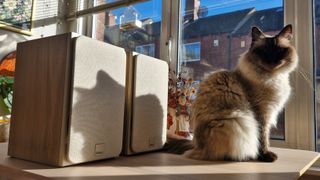 The Dali Sonik 1 bookshelf passive speakers, on a wooden surface, in front of a window overlooking a street and next to a cat.