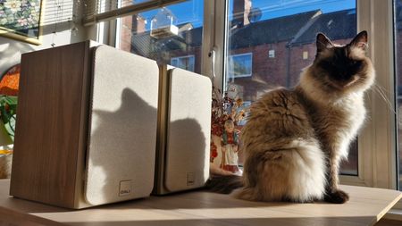The Dali Sonik 1 bookshelf passive speakers, on a wooden surface, in front of a window overlooking a street and next to a cat.