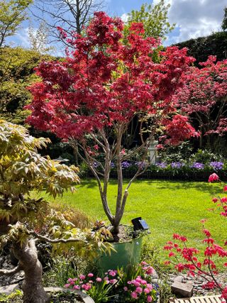 Japanese garden with a large potted, dissected red Japanese maple (Acer palmatum atropurpureum) besides a large mown lawn