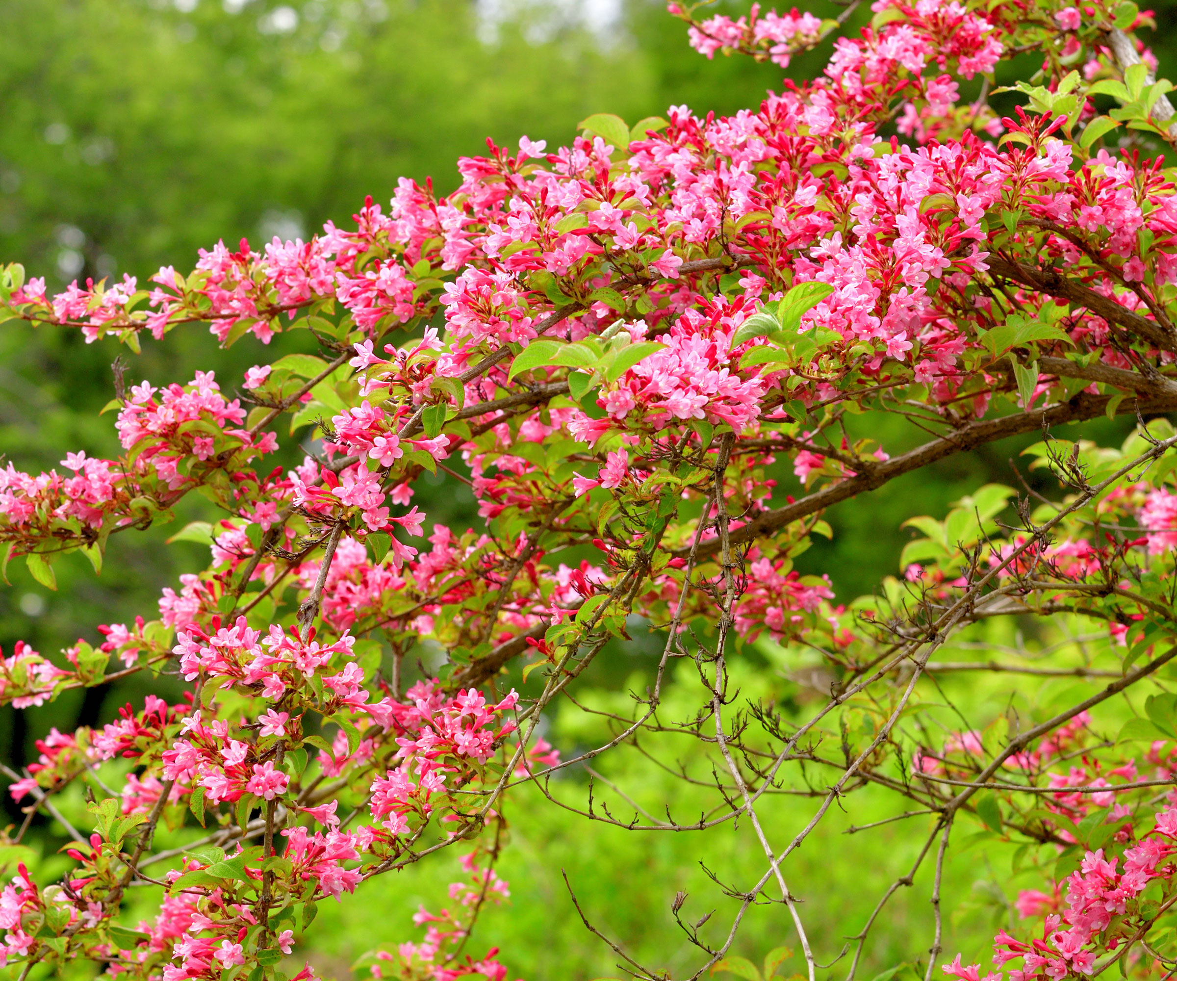 weigela in bloom with pink flowers