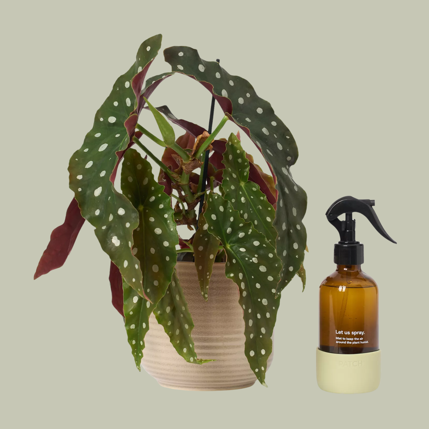 A potted begonia beside a mister