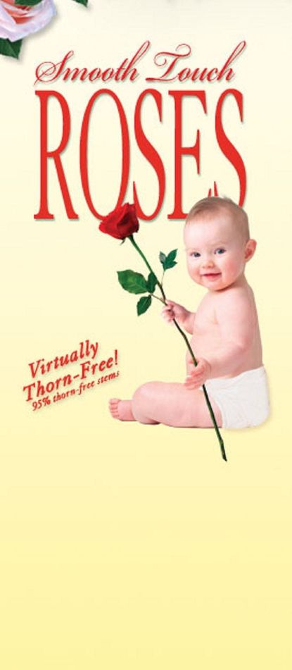 Smooth Touch Roses Picture With A Baby Holding A Rose With No Thorns