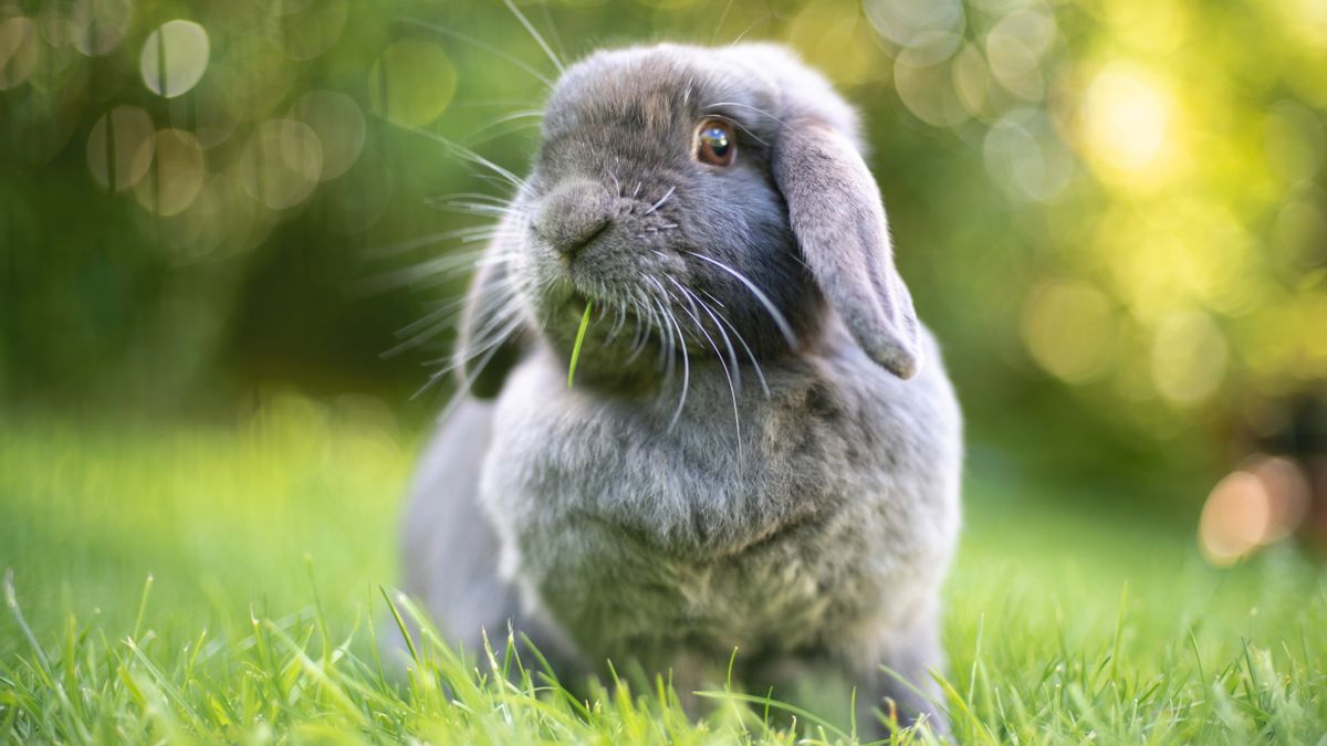 Rabbit sitting outside