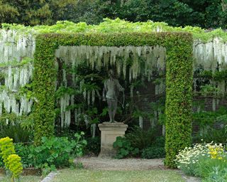A mass of white wisteria blooms on a pergola with a small statue underneath.