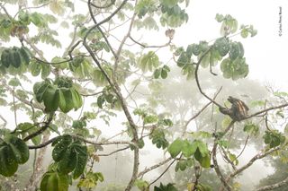 © Carlos Perez Naval - Wildlife Photographer of the Year