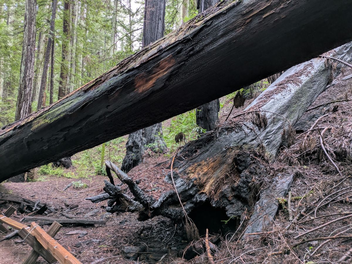 tree trunk shot by Pixel 8a