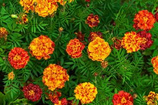 Bright flowers marigolds planted on a green flower bed