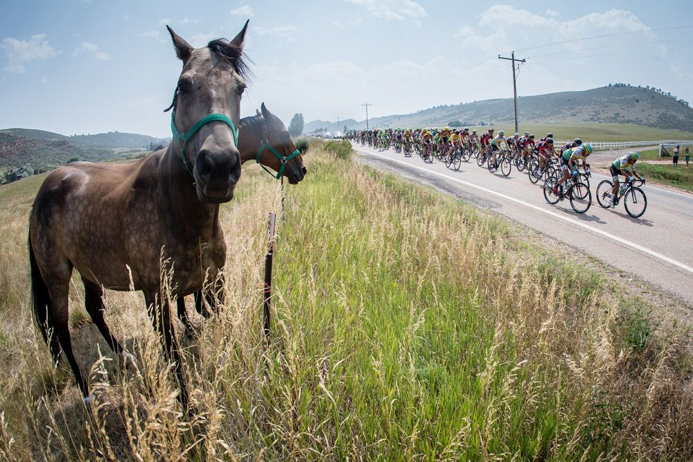 Horses watch as todays race passes by