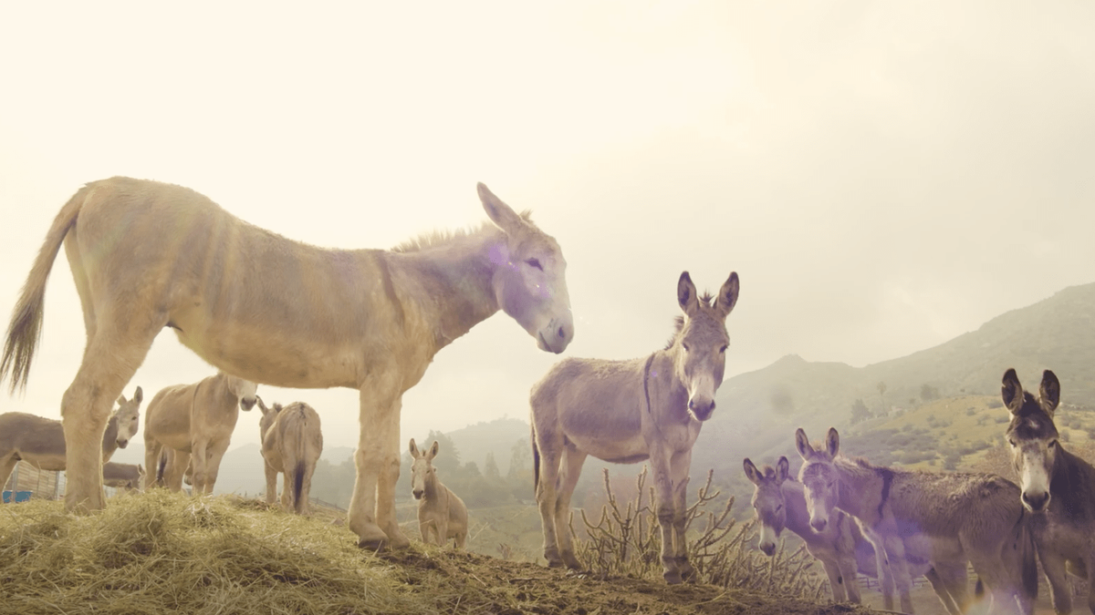 These wild donkeys are getting a new lease on life | The Week