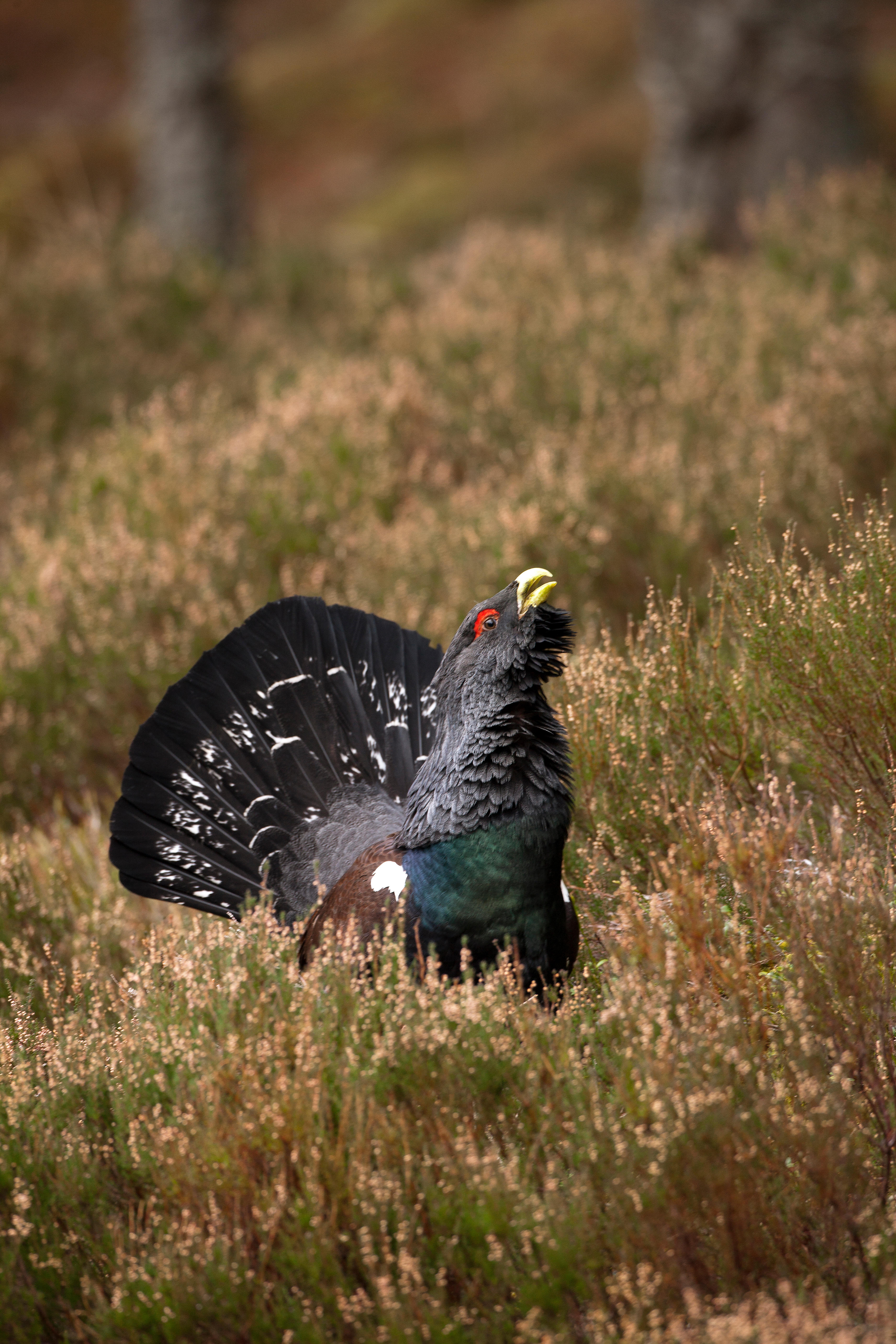 Capercaillie