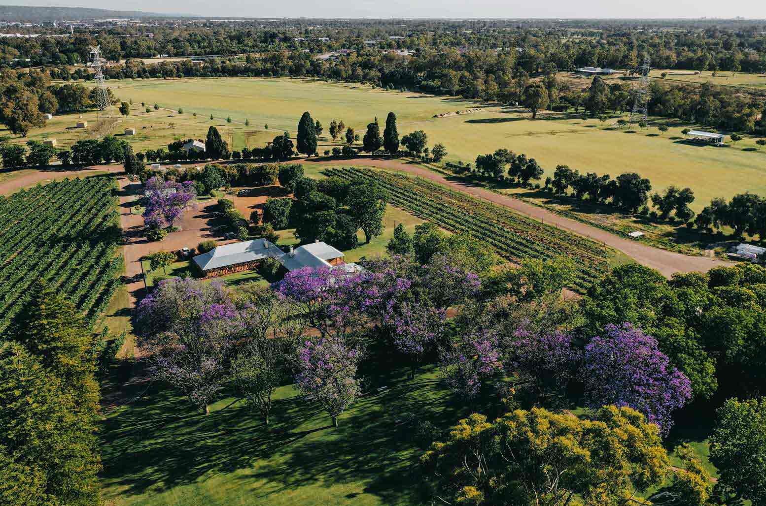 Nikola Estate in the Swan Valley