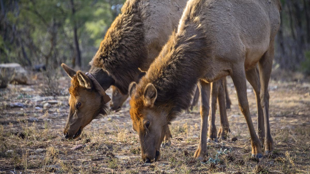 Pair of elk at Grand Canyon National Park, USA