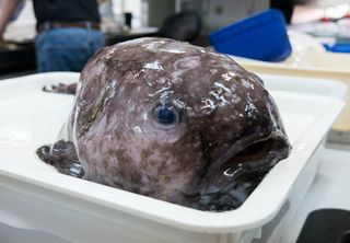 Meet the blobfish.