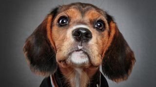 Beagle puppy beautiful eyes